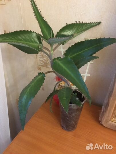 Каланхоэ лечебное Дегремона