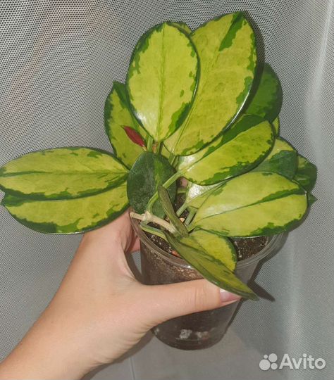 Хойя Australis Lisa