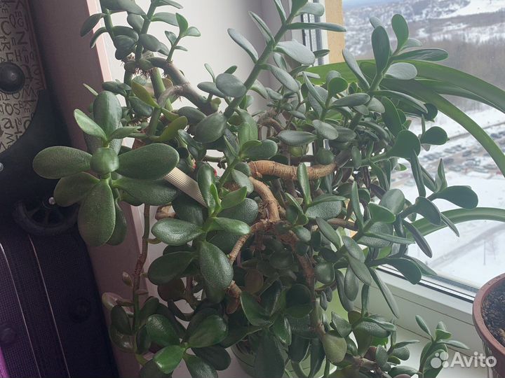 Денежный цветок Толстянка