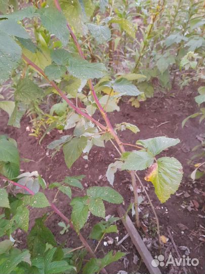 Саженцы малины