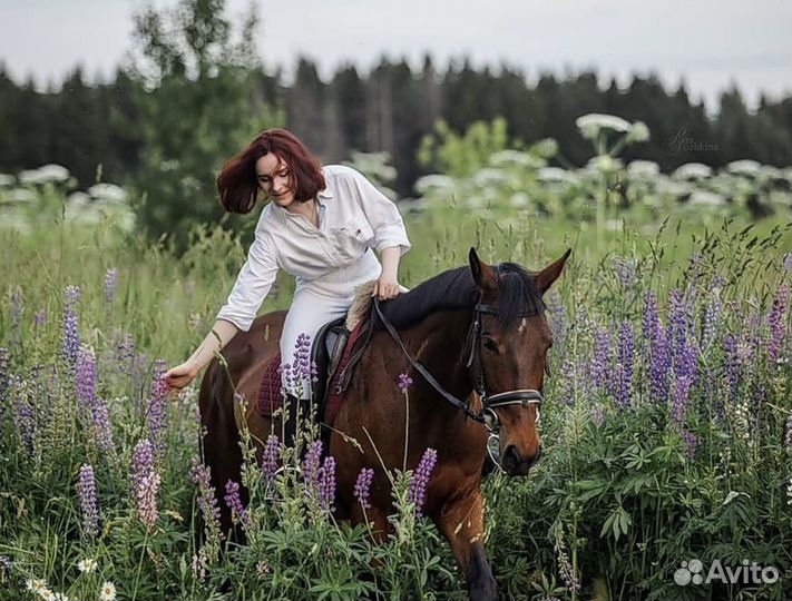 Аренда лошади