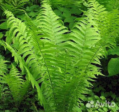 Папоротник