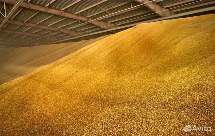 Зерно пшеница/ячмень