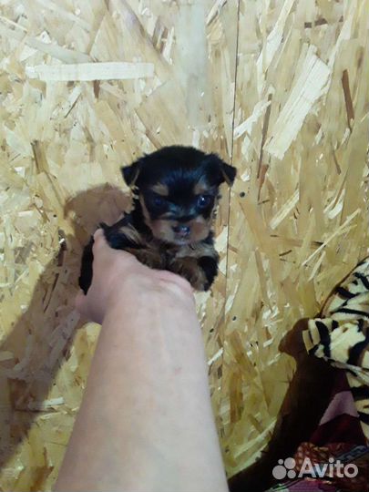 Мини йоркширского терьера щенки