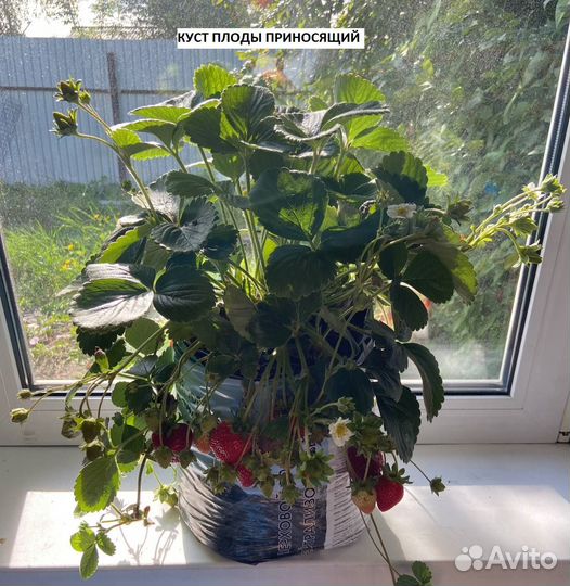 Клубника на подоконнике, рассада земляники садовой