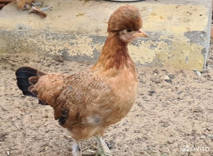 Алтайская бентамка