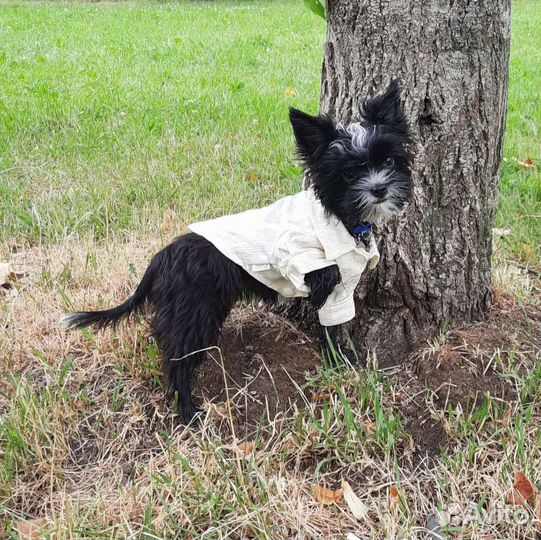 Одежда для собак размера XS