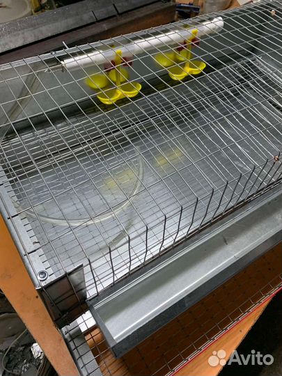 Клетки для перепелов