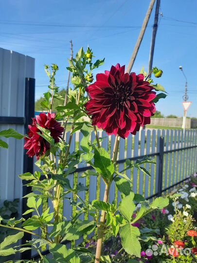 Георгины клубни