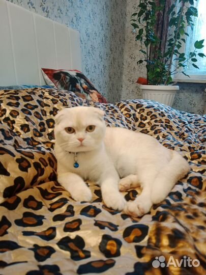 Котята в дар бесплатно