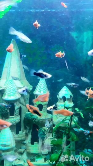 Аквариумные рыбки