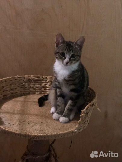 Кошки в добрые руки