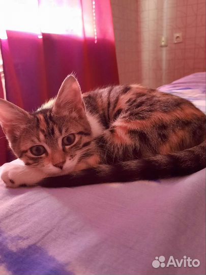 Кошечка Милашка