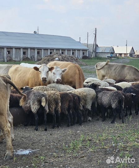 Бараны, Телки