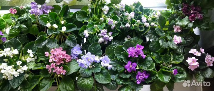 Листочки сортовых фиалочек