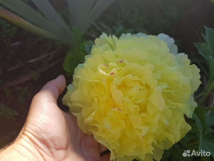 Пионы на 24г