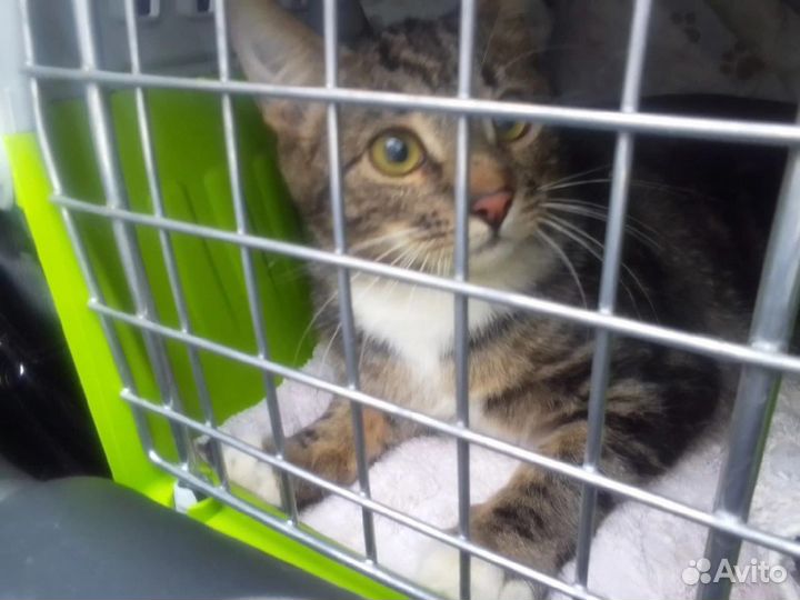 Котик Маркус в добрые руки