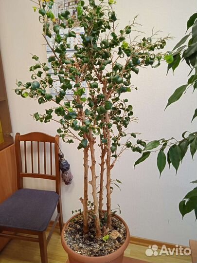 Фикус бенджамина барок