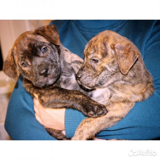 Продажа щенков Ка Де Бо