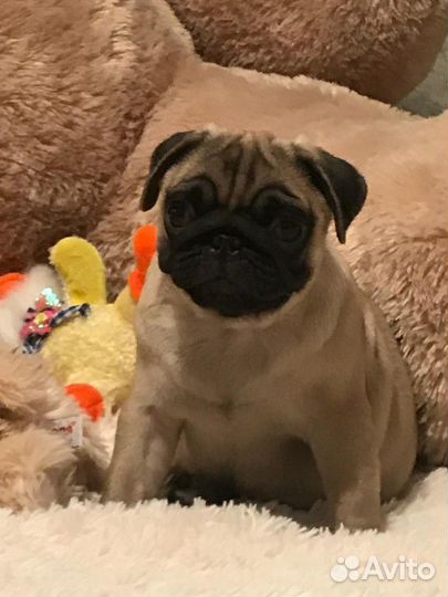 Вязка кобель мопс