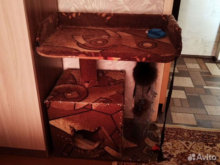 Котик вислоухий Шотландец, кастрированный