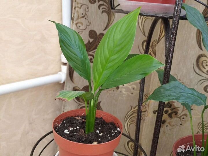 Спатифиллум