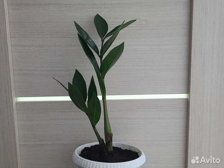 Долларовое дерево