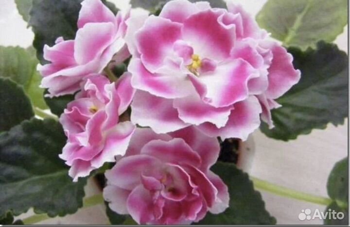 Фиалки сортовые детки