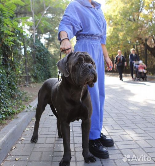 Кобель вязка Кане Корсо