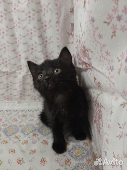 Котенок 2 месяца девочка