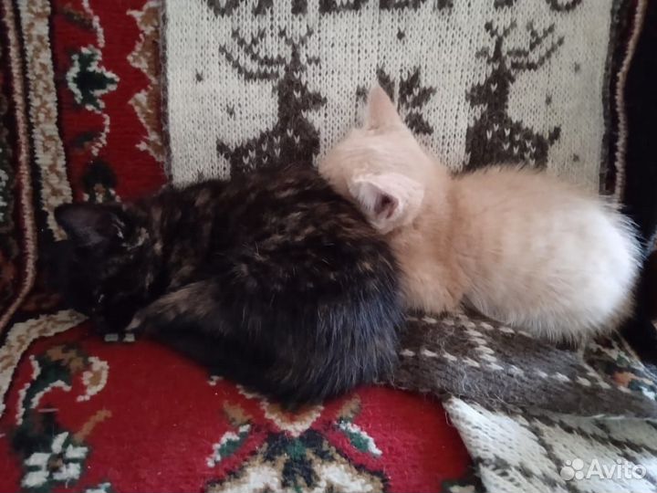 Котик и кошка