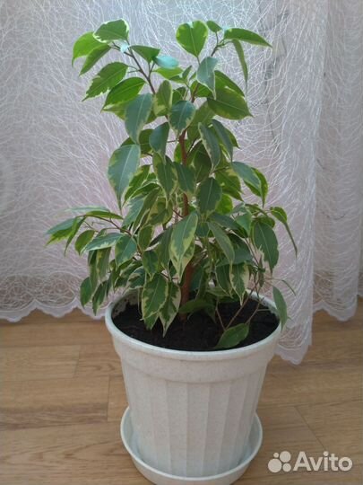 Монстера деликатесная