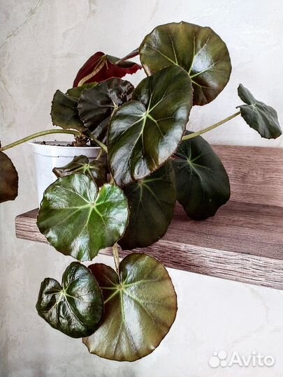 Хлорофитум