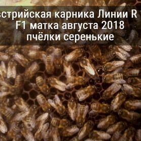 Продам хорошие пчелопакеты. Пчелы карника