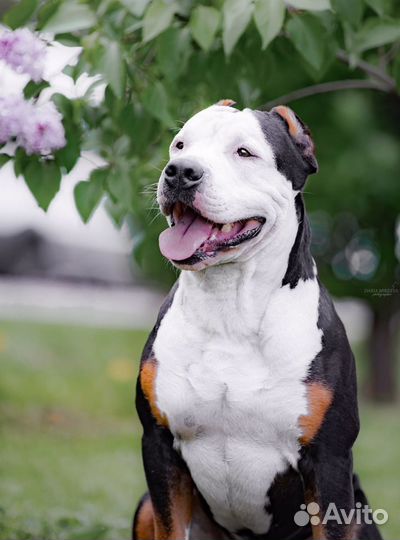 Американский питбультерьер