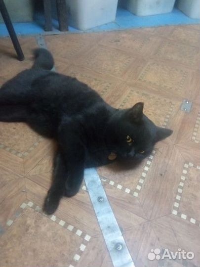 Отдам кота в добрые руки