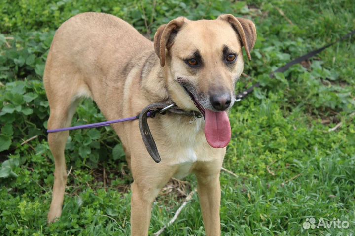 Собака очень ждет свою семью