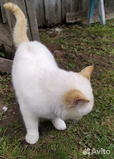 Котик в добрые руки