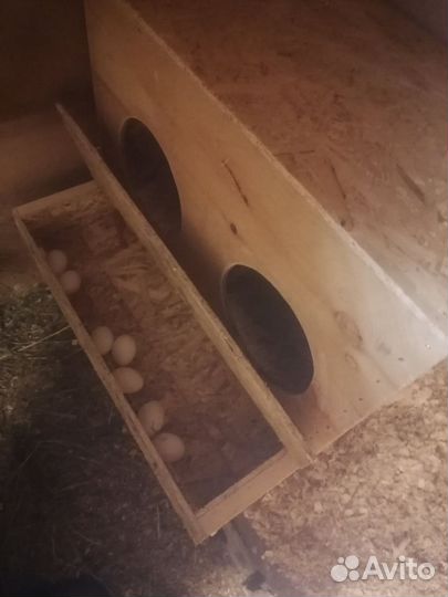 Гнездо с яйцесборником