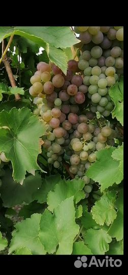 Виноград