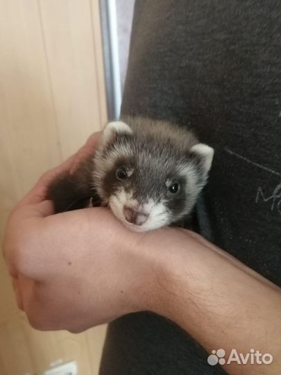 Домашний хорек