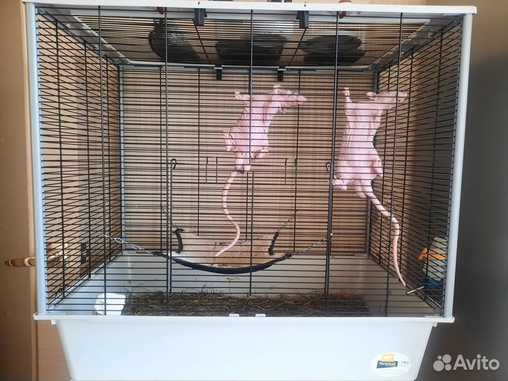 Крысы сфинксы