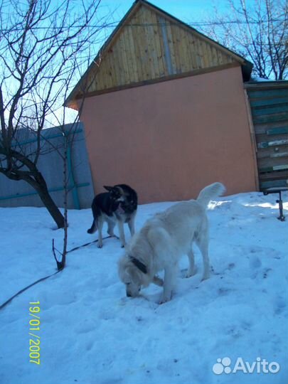 Гостиница для Собак и Кошек г. Белгород