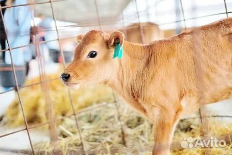 Здоровые телята