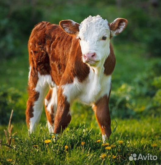 Телята: надёжное качество и доставка