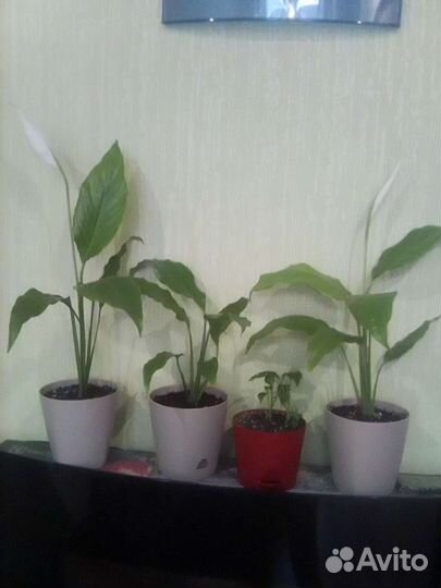 Спатифиллум, алоэ вера, алоэ древовидный