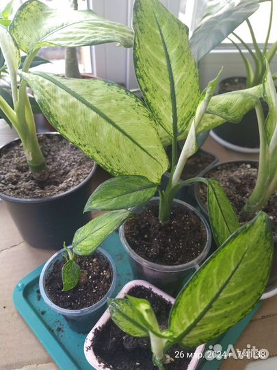 Диффенбахия