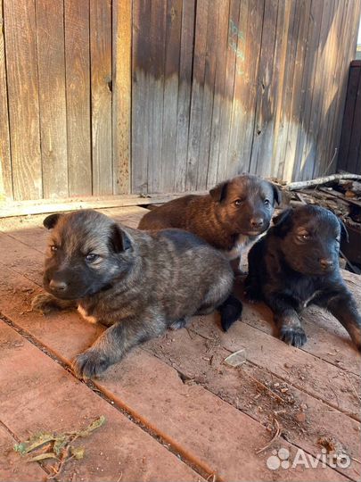 Щенки