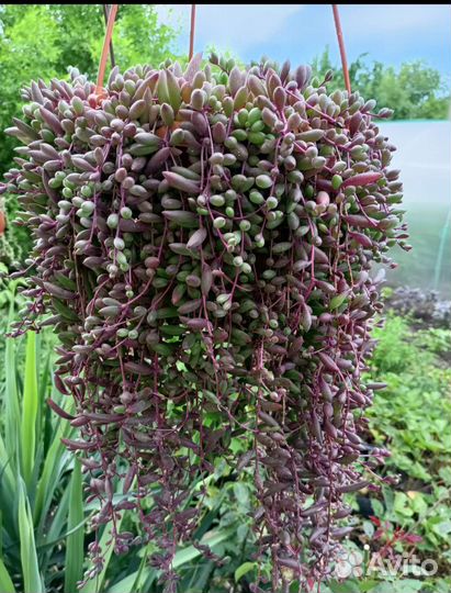 Суккуленты ампельные