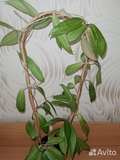 Хойя взрослое растение